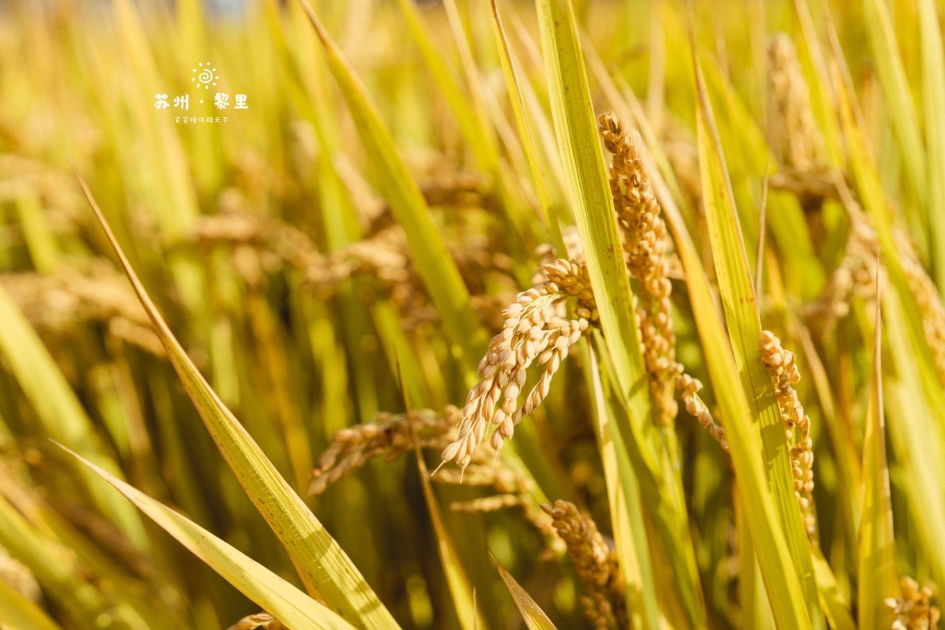 江南小众古镇视频,江南水乡小众又出名