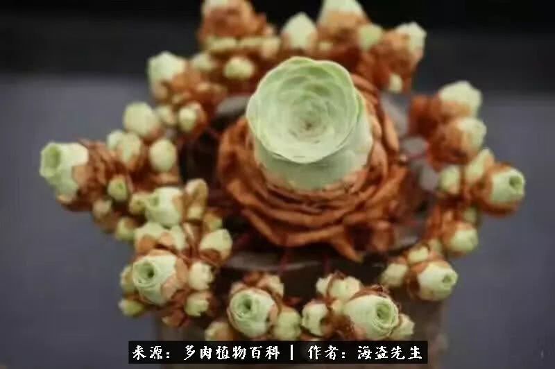 介绍多肉生长特点,多肉植物科普讲解图片视频