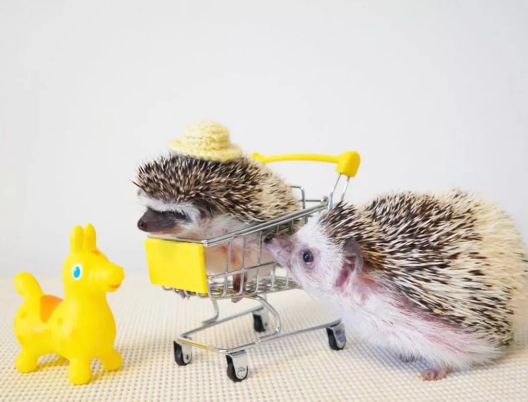 养一只戏精宠物是什么体验,养了一只小狐狸是什么体验