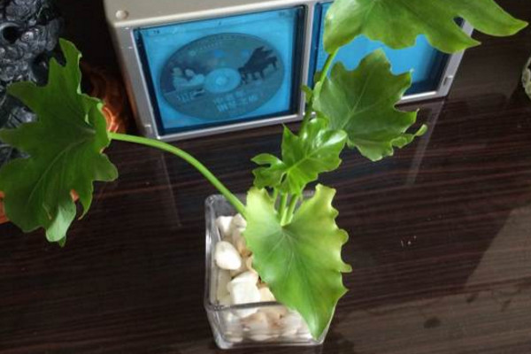 水培春羽很简单,做好下面这几步,不怕养不活!