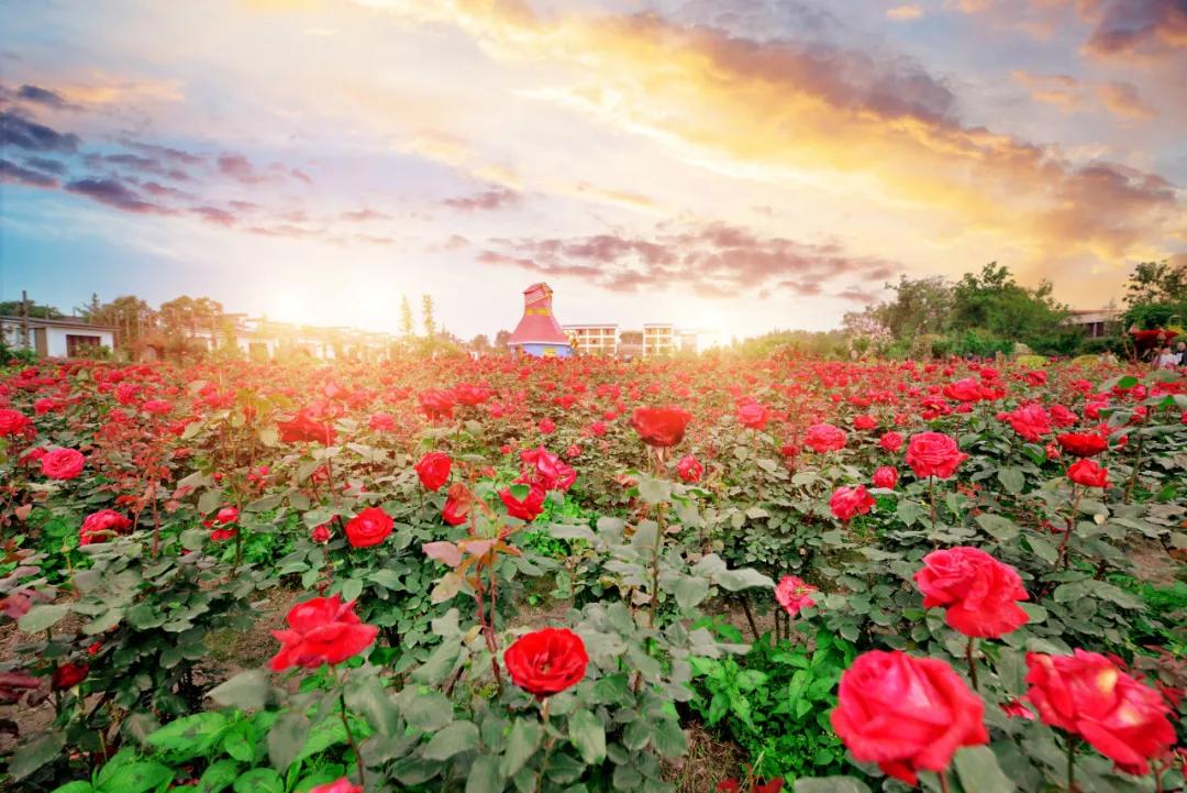 战旗村妈妈农庄,到战旗村妈妈农庄怎么走