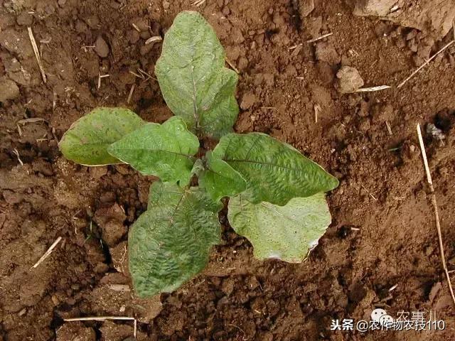 种茄子的六个步骤简短文字,种茄子的基本知识