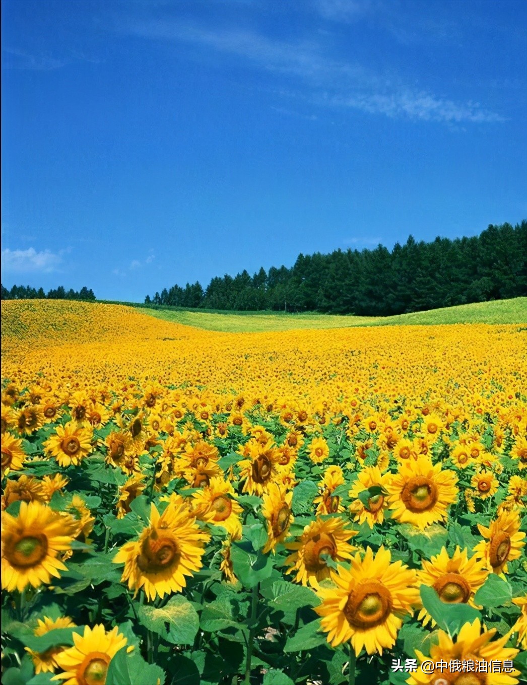 俄罗斯顿河葵花籽油,葵花籽油菜籽油俄罗斯