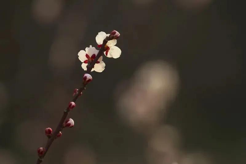 拍梅花技术的技巧和方法,拍梅花的最佳方法