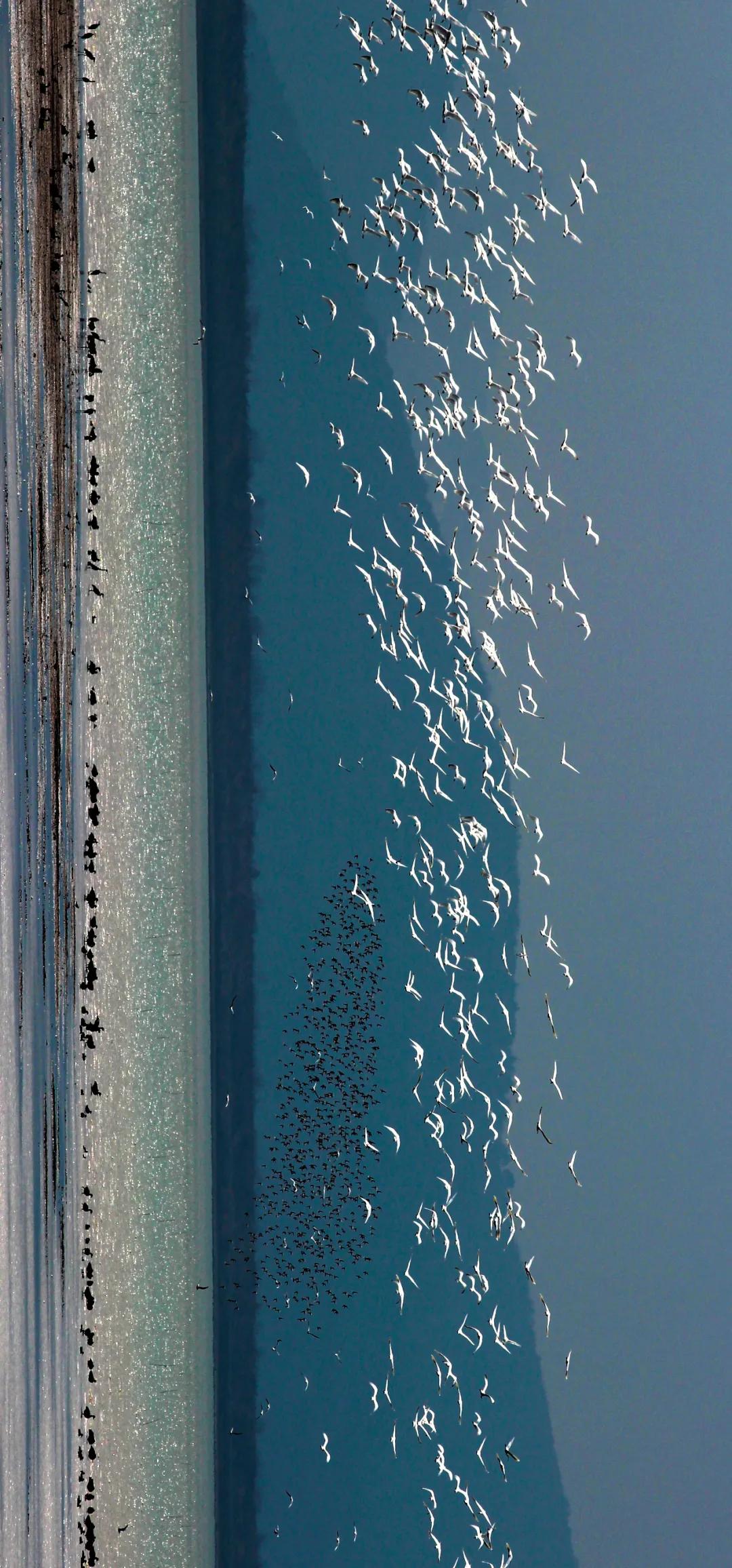 世界爱鸟日普及,观测鸟类迁徙迎接国际爱鸟日