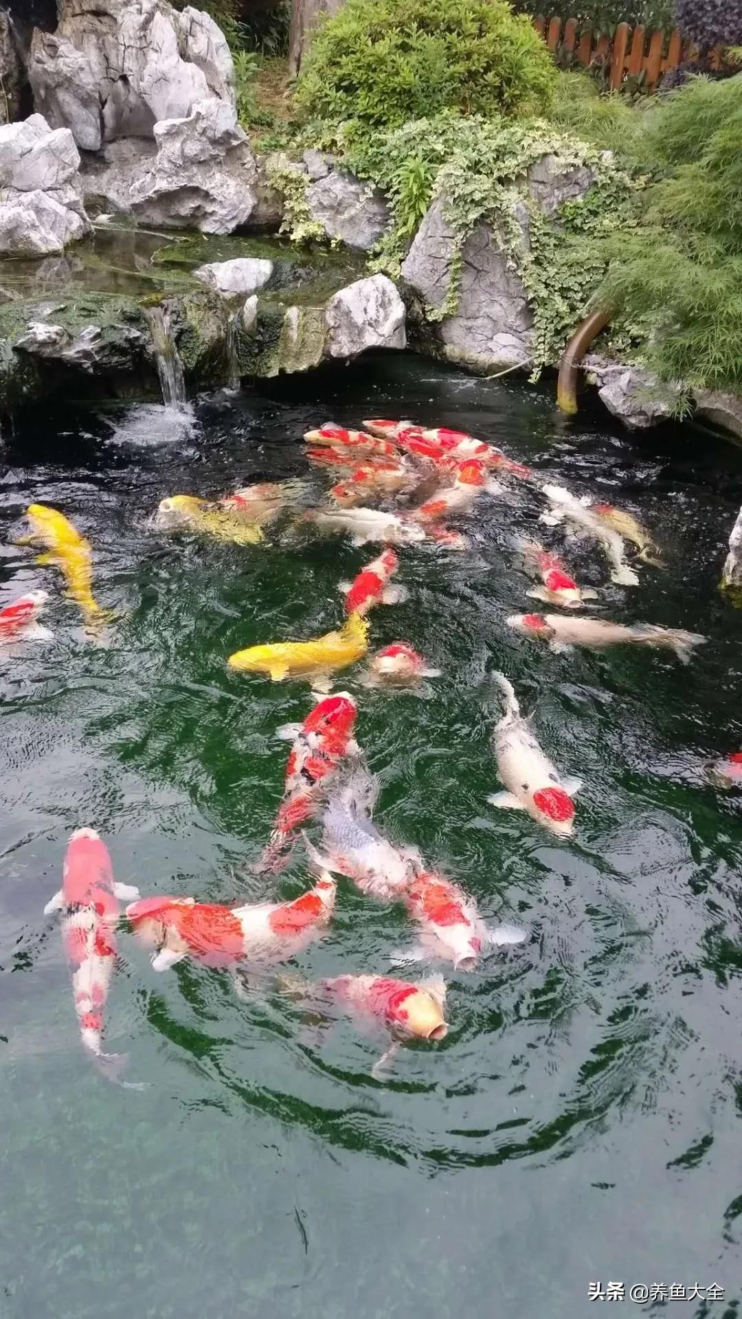 锦鲤喂多了会出现什么情况,锦鲤不养了怎么处理掉