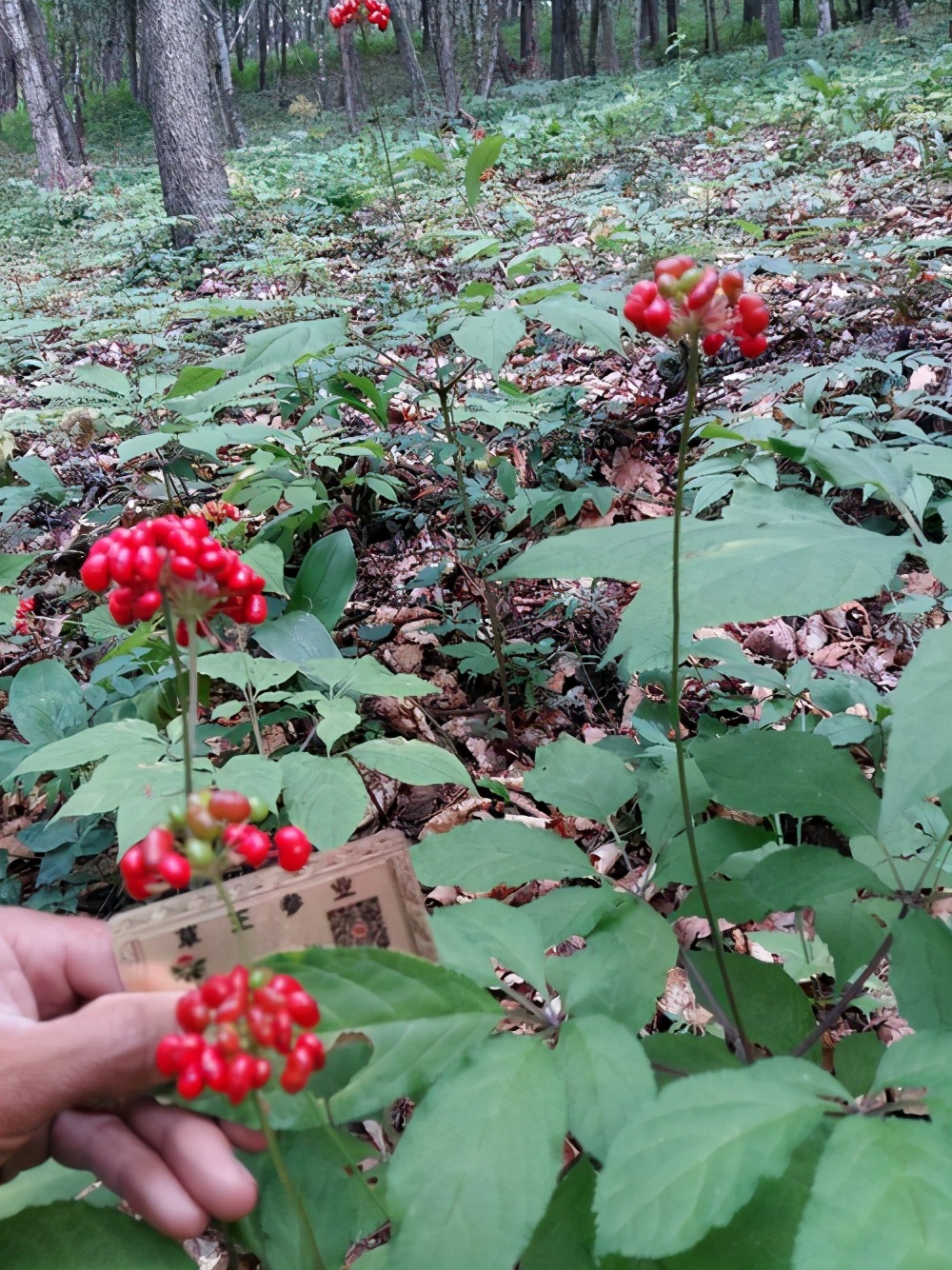 在家养一棵人参,在家里种植人参