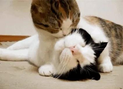 棣欓鐨勫皬鐚挭鍥剧墖,棣欓鐨勫皬鐚挭閰嶉煶