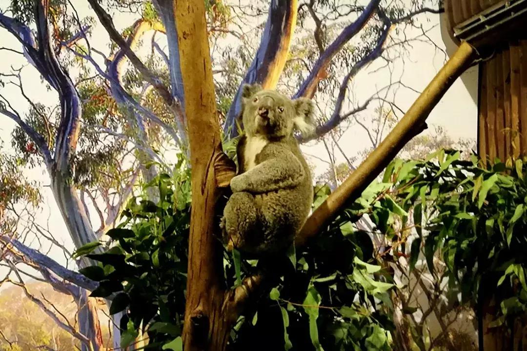 去广州长隆动物园怎么玩划算,广州长隆动物园一天最全游玩攻略