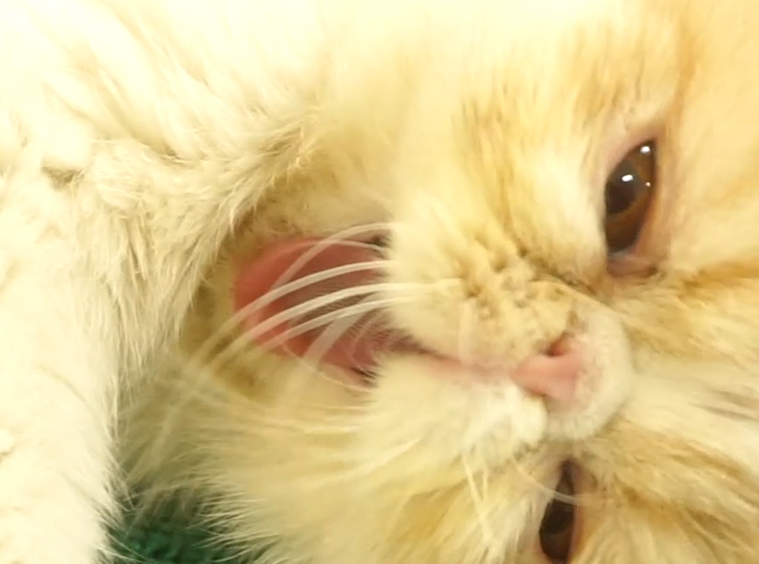 猫咪生病去哪里看,猫咪生病时看什么视频