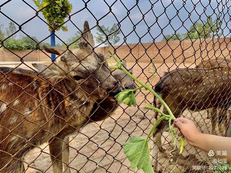 游玩万安山,洛阳万安山游玩攻略