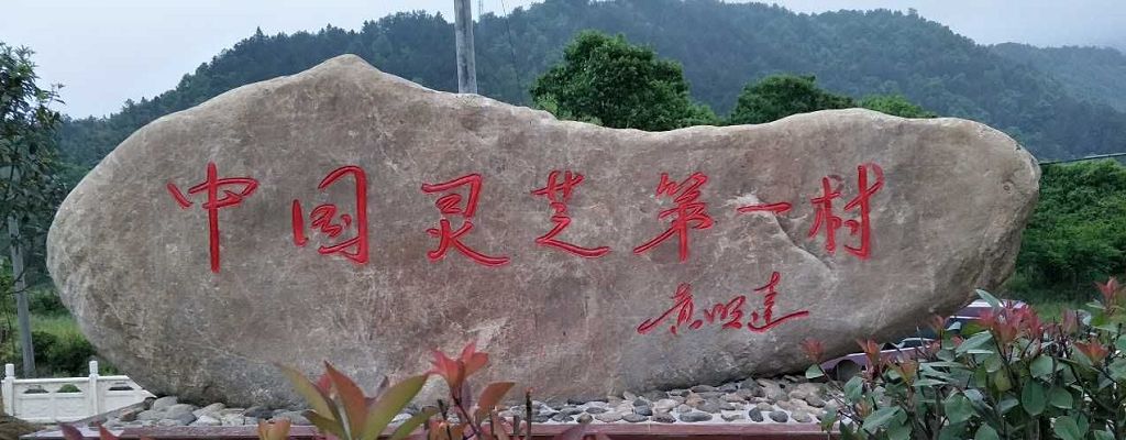 灵芝创始人,灵芝大王余胜