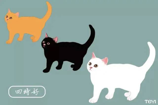 中华田园猫的品种介绍和图片大全,常见中华田园猫品种名称