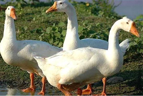 养鹅怎么预防鹅病,养鹅如何预防鹅病