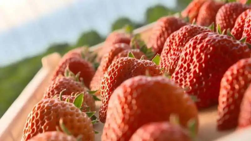 丹东东港草莓新品,丹东东港草莓今日价格