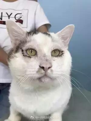 给猫做双眼皮手术,猫割双眼皮多少钱一只