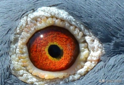 96年巴塞罗那比赛录像,2011年巴塞罗那五冠王