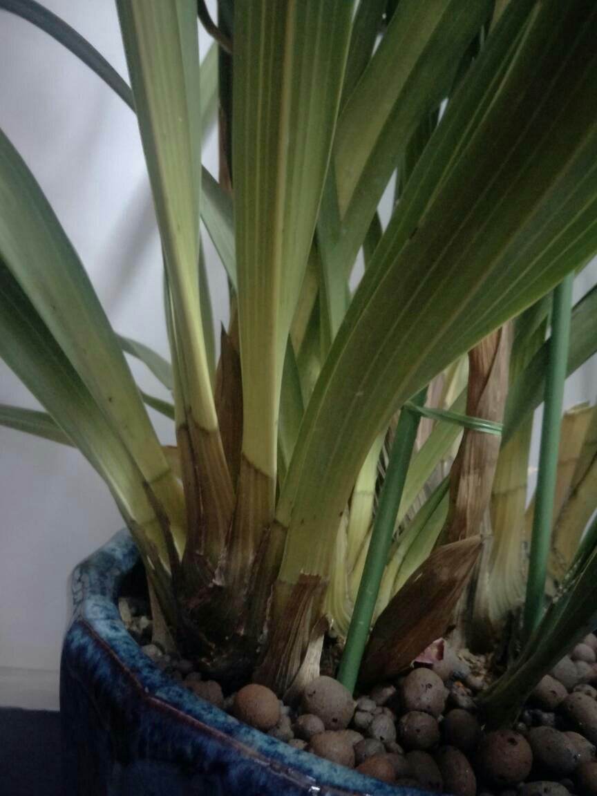 大花蕙兰开完花怎么养,大花蕙兰开过花以后怎么养