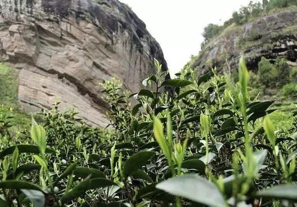 中国公认最香的六款茶,公认最香的七款茶