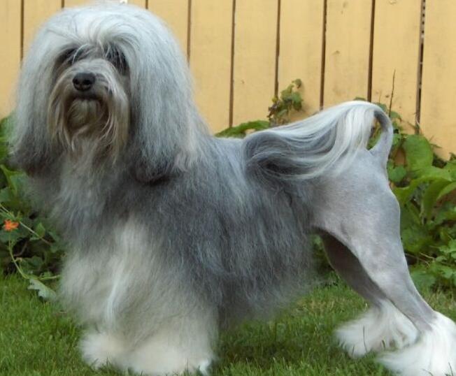 什么狗最粘人温顺,哪种狗性格温顺还会保护主人