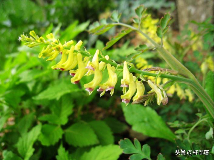 野生黄精价格,石生黄堇多少钱一斤