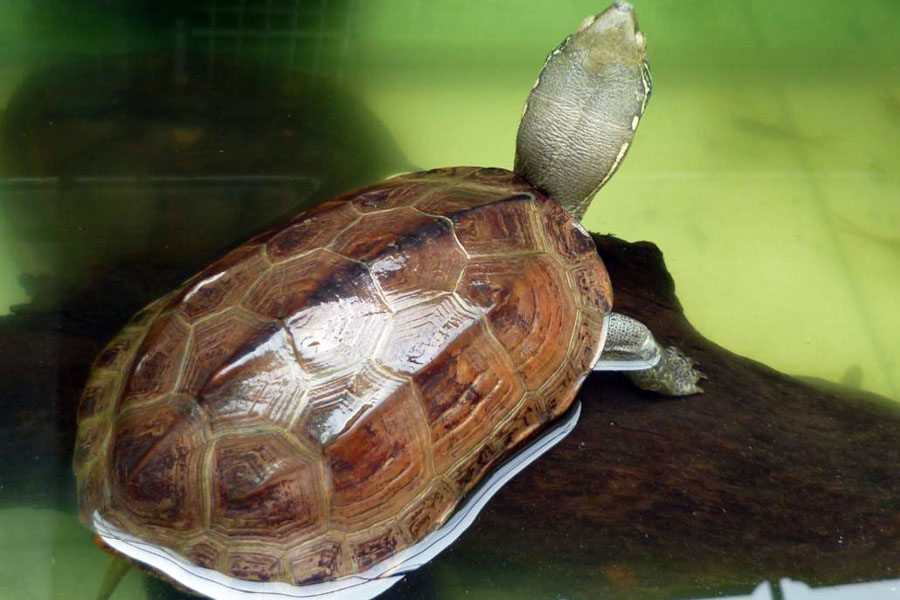 宠物乌龟的饲养方法大全图解,野生乌龟家养的正确喂养方法