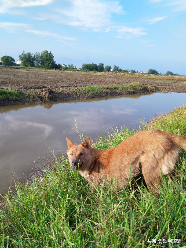 稻田养小龙虾能繁殖吗,一个县百万亩稻田养小龙虾