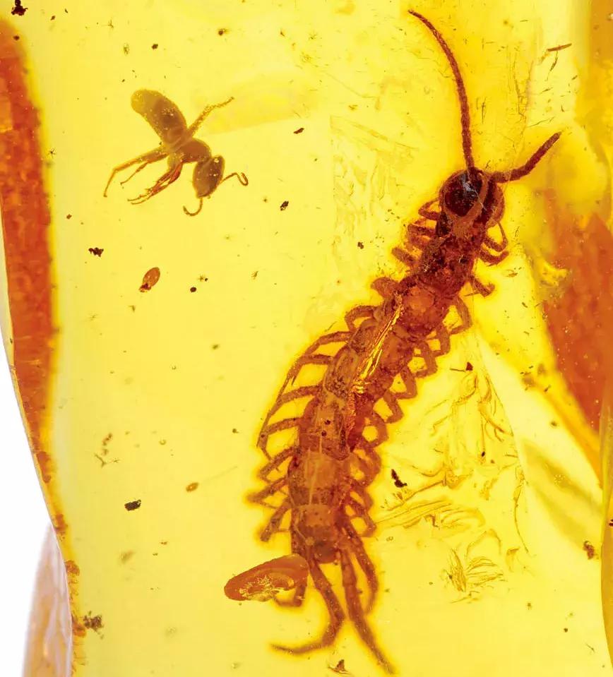 波罗的海琥珀磨砂,波罗的海琥珀血珀