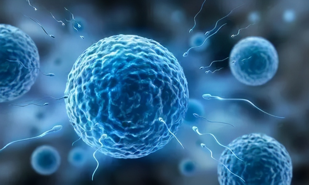 人类小蝌蚪怎么发育出来的,人类小蝌蚪是从哪儿来的