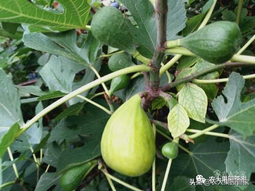 种植新品种果树苗一手货源,各种新品种果树苗木一手货源