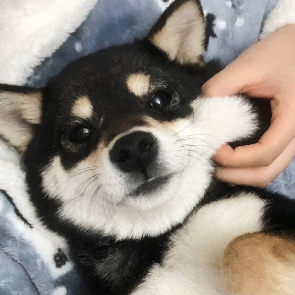 家里柴犬没有除虫药怎么办,家里柴犬不摇尾巴