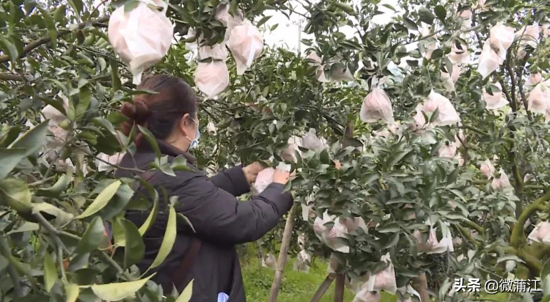 住宾馆、找代办，柑橘采摘收购两不误……