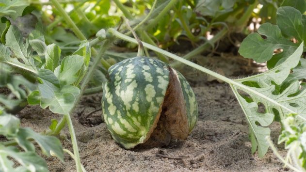 西瓜苗期浇水多了怎么补救,西瓜施水管理