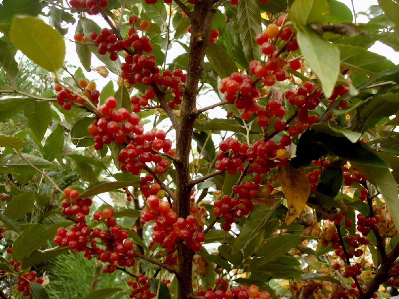 百种果子简介,百种果实图片