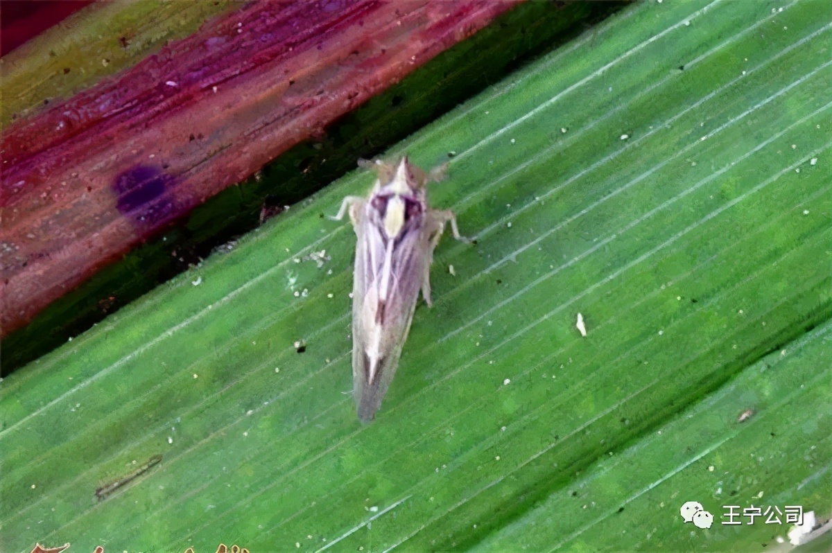 玉米上的虫害打什么药,玉米虫害防治口诀谚语