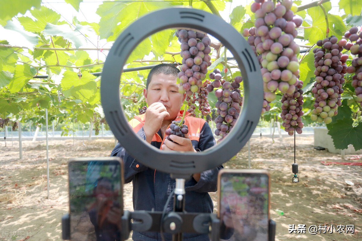 在农村创业九大赚钱项目,如果在农村创业适合做什么项目