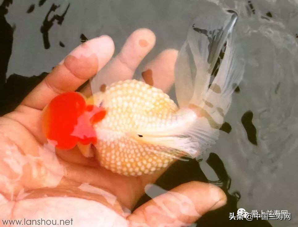 国宝级皇冠珍珠金鱼视频,皇冠珍珠金鱼视频