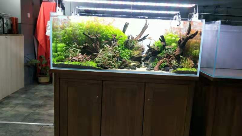 观赏鱼能吃么,有人说龙鱼的味道特别鲜美?别把药物残留不当回事