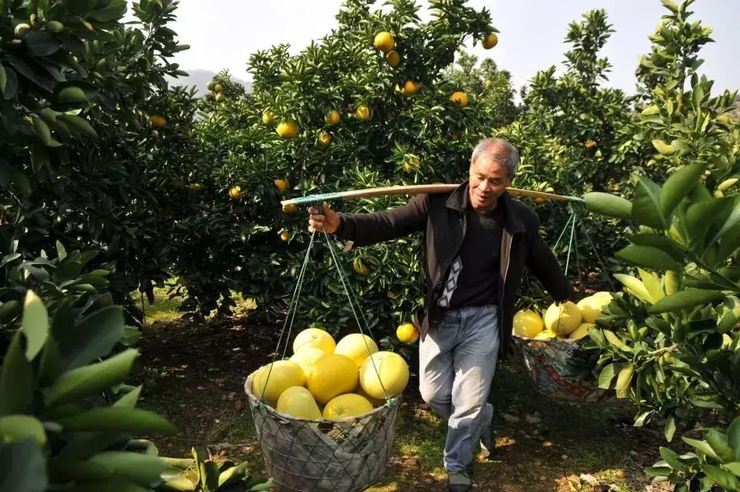 新鲜应季本地柚子水果脆甜,新鲜应季水果三红柚