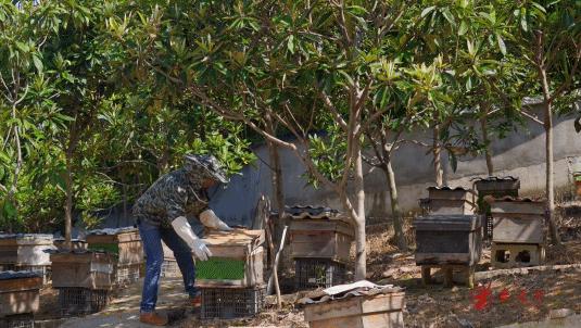老贵阳烤鸡方法与技巧,炭火烤鸡用什么配料最好吃