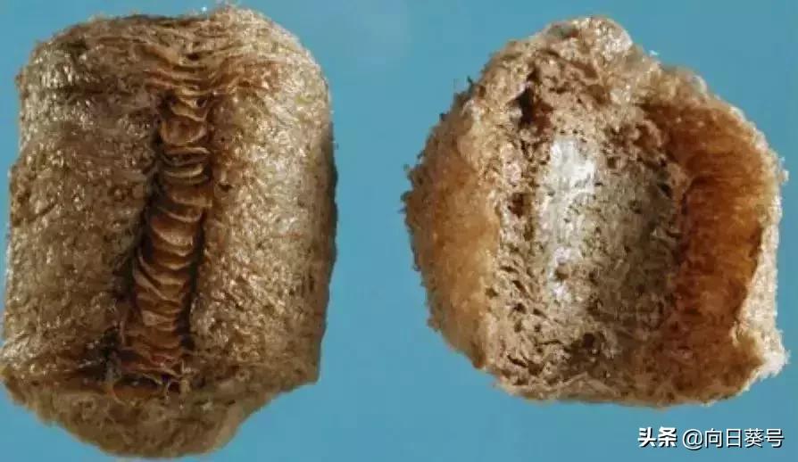 中药桑螵蛸的功效,中药桑螵蛸图片