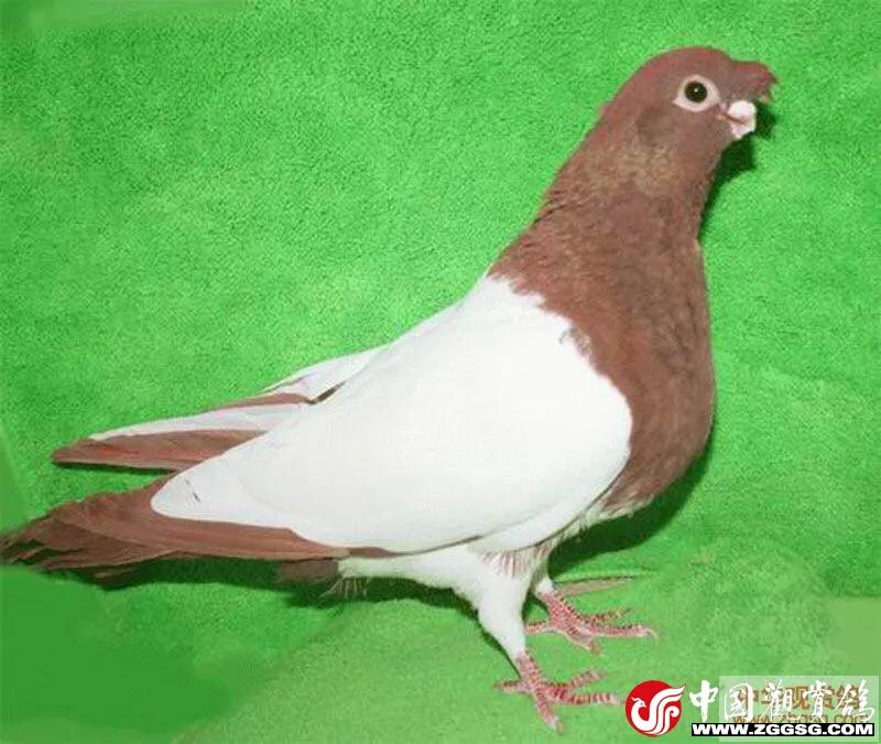 北京鸽哨制作,北京鸽哨晨曲