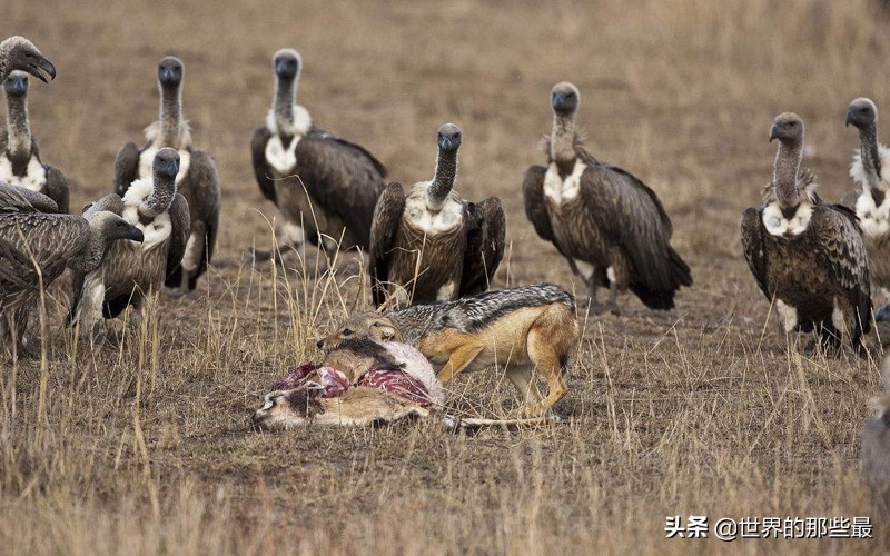 非洲这种犬科动物，一生只娶一个老婆，日常就是跟秃鹫火拼