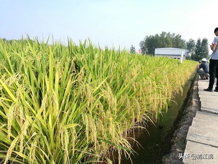 水稻立枯病和青枯病的区别是什么,水稻立枯病和青枯病用什么药防治