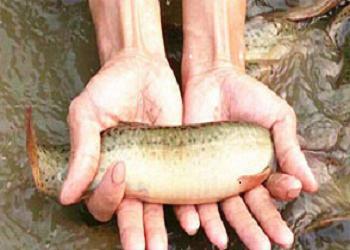 养殖泥鳅成本与利润,10万斤泥鳅成本多少