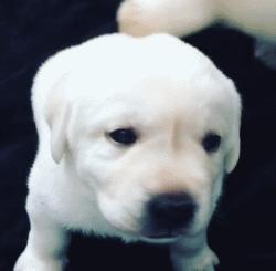 谁也拒绝不了的撒娇,谁也拒绝不了一只卖萌的小狗