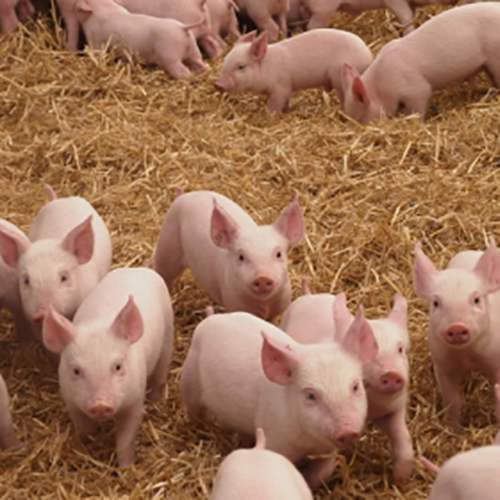 仔猪腹泻的最佳解决方法,仔猪腹泻的原因及解决方法