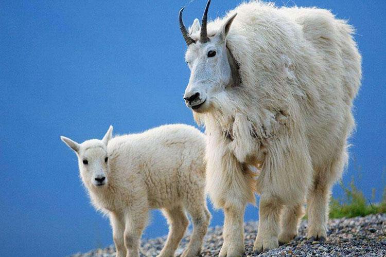 秋冬高颜值保暖围巾推荐,羊毛围巾的保暖方法