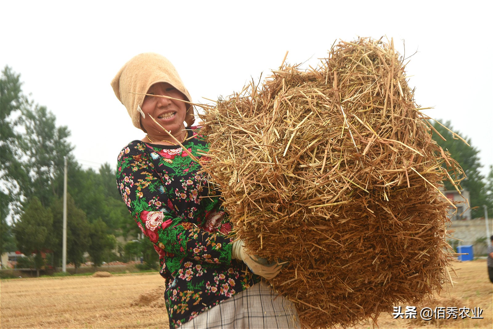 利用农作物秸秆就能赚钱的好项目,小麦秸秆种植致富项目