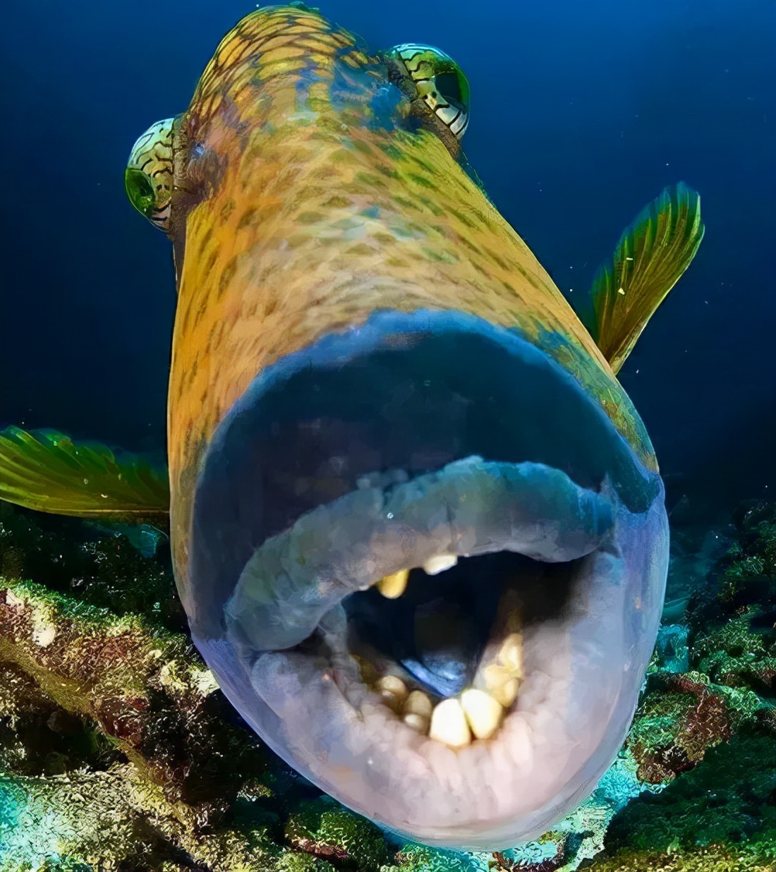 炮弹鱼长的像谁,大体型炮弹鱼